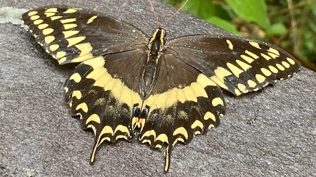 Swallow Tail Butterfly on trail rail