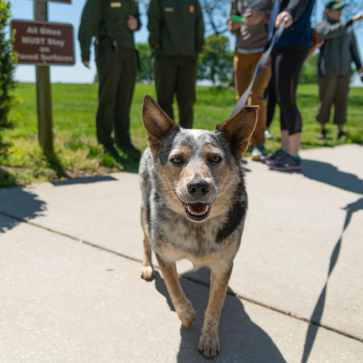 A Dog on a leash looking at their pet parent