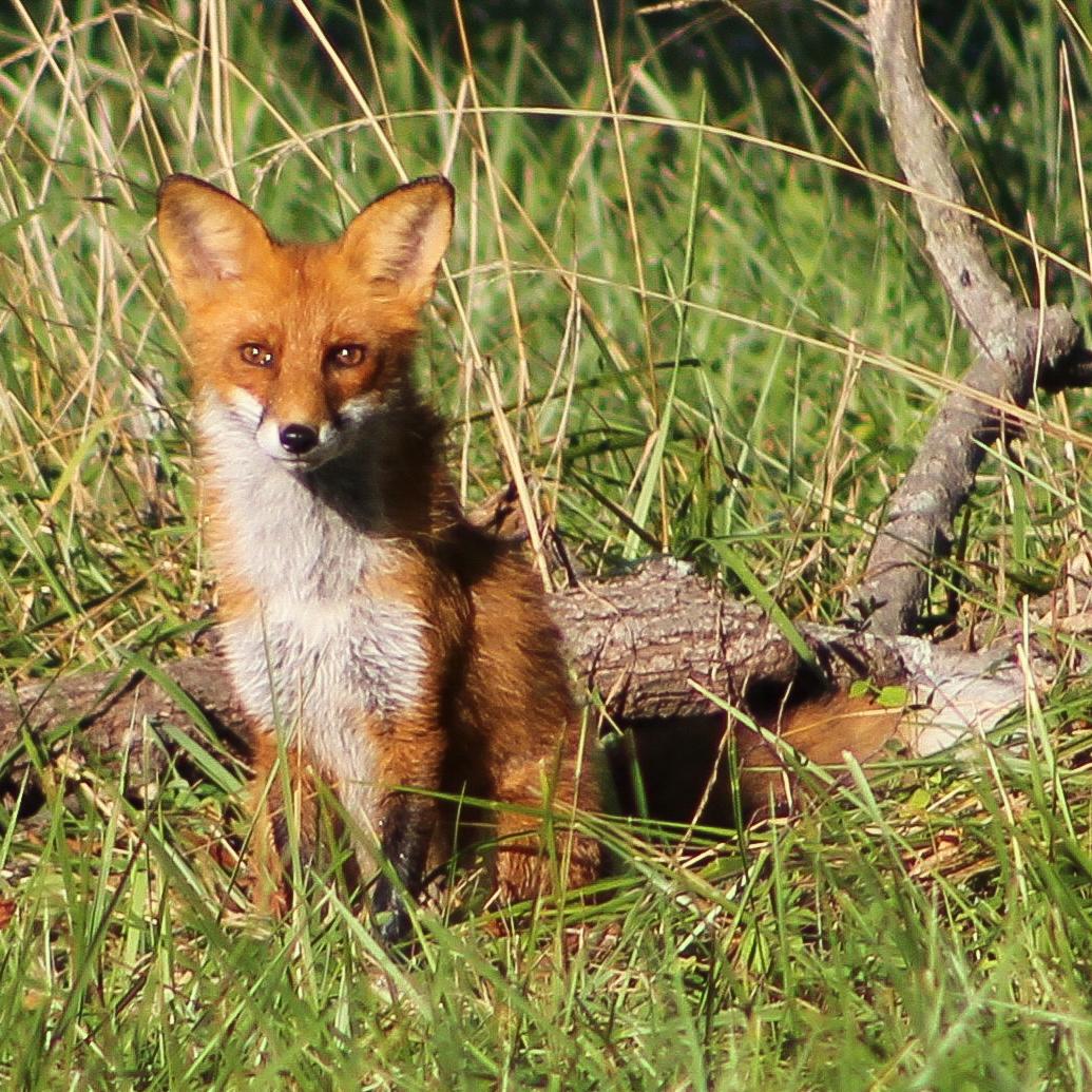 Red Fox (Vulpes vulpes) sitting in tall grass. 