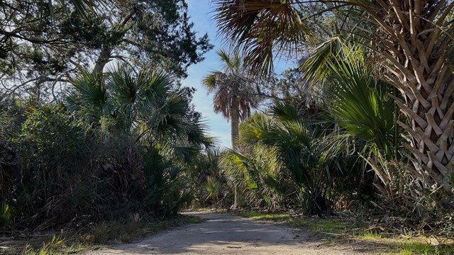 A trail through a forest of tropical trees and palms. 