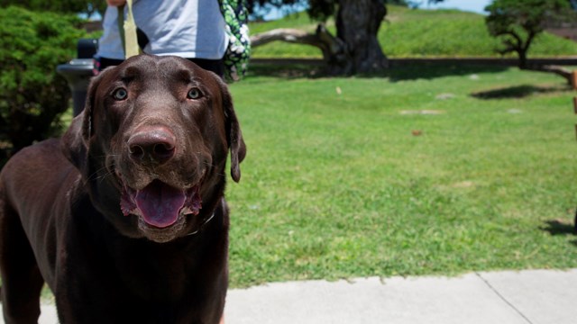 Close up on the face of a chocolate lab on a leash. 