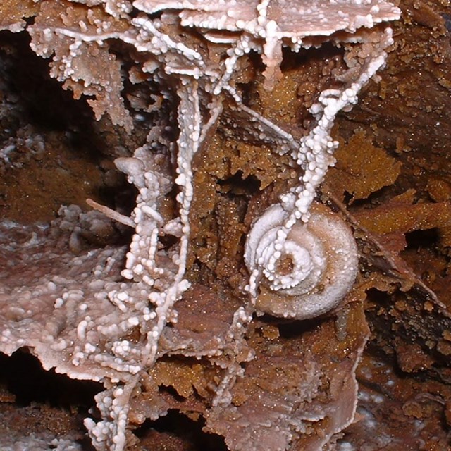 A fossil snail shell within thin sheets of cave boxwork, formed from minerals that crystallized alon