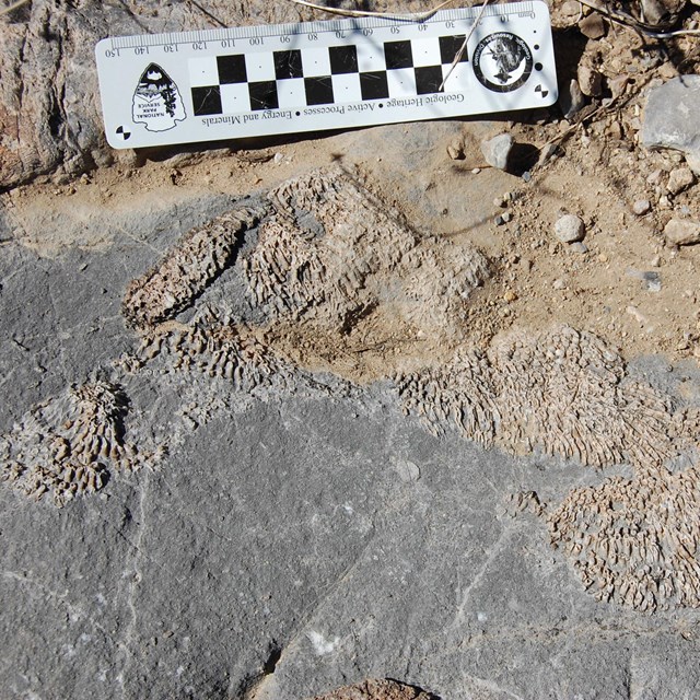 Cover Image. A photo of an exposed rock surface with patches of fossil coral weathering in relief, r