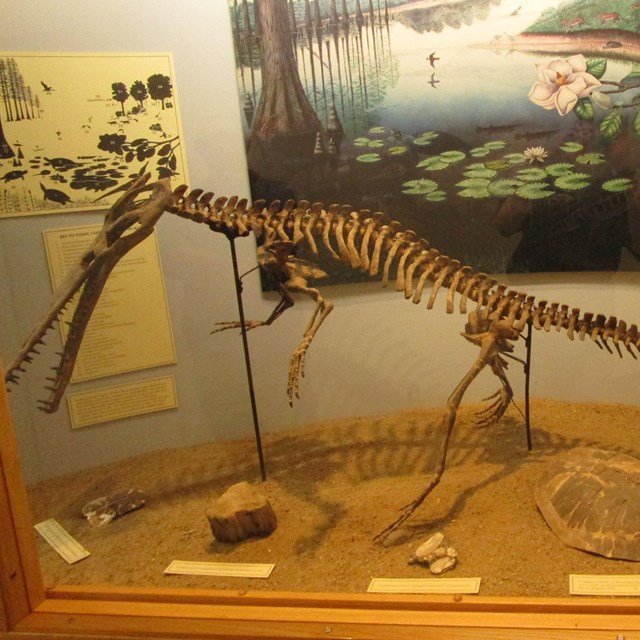A photo of fossils in a display, including a skeleton of a long-headed crocodile-like reptile, a pie