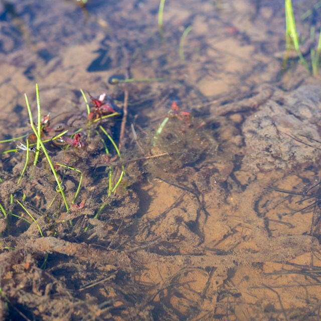 A shallow pool of still water with amphibian eggs in it.