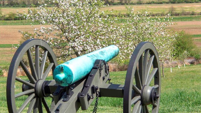 A Civil War cannon in the foreground points across a green field towards a white flowering tree.