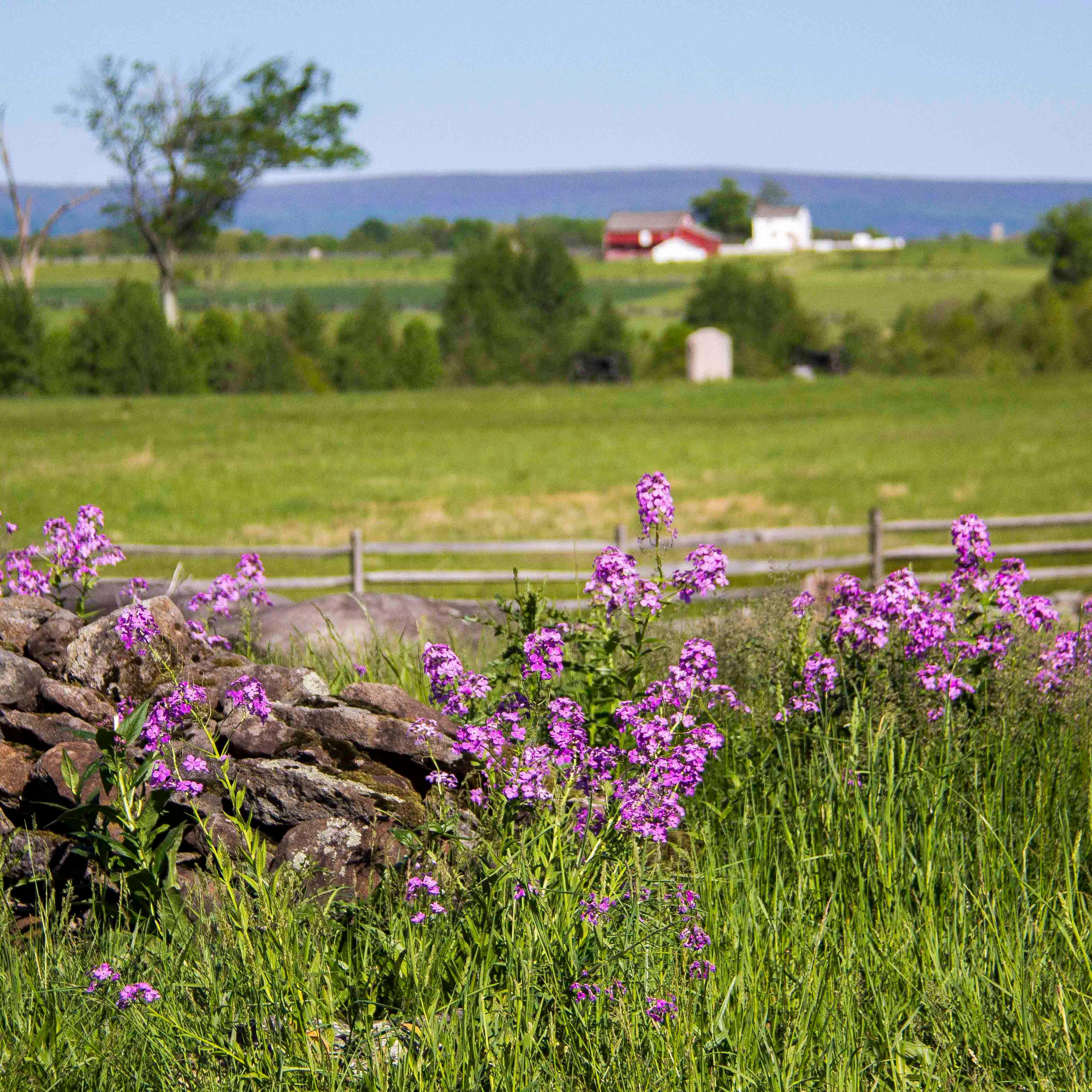 Pink wildflowers grow on the battlefield next to a stone wall. A red barn is in the distance.