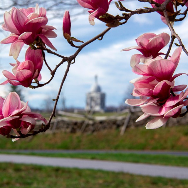 The Pennsylvania Memorial is visible in the distance through a pink flowering tree.