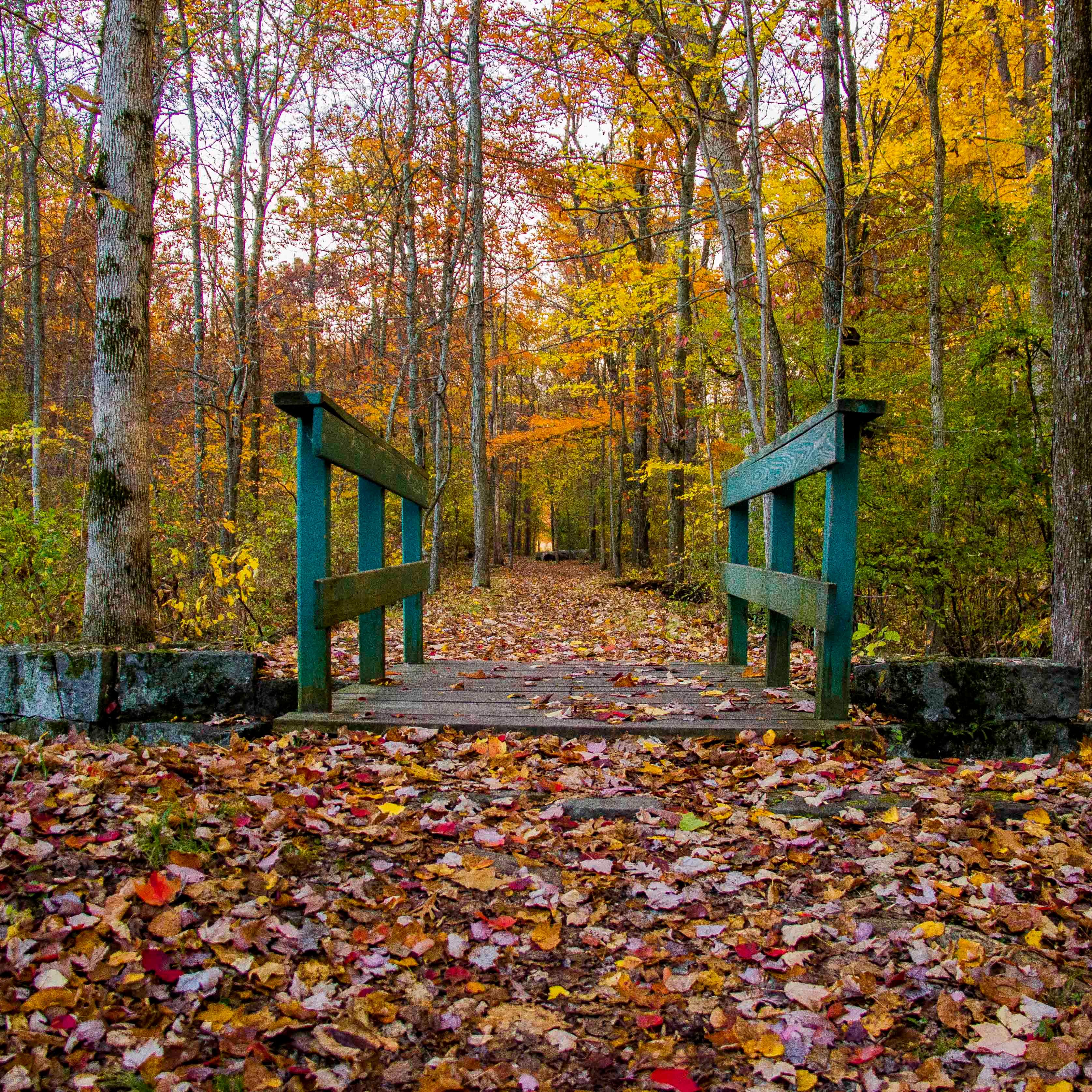 A small green footbridge is in the center and is surrounded by colorful fall trees and leaves.