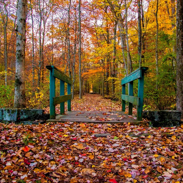 A small green footbridge is in the center and is surrounded by colorful fall trees and leaves.