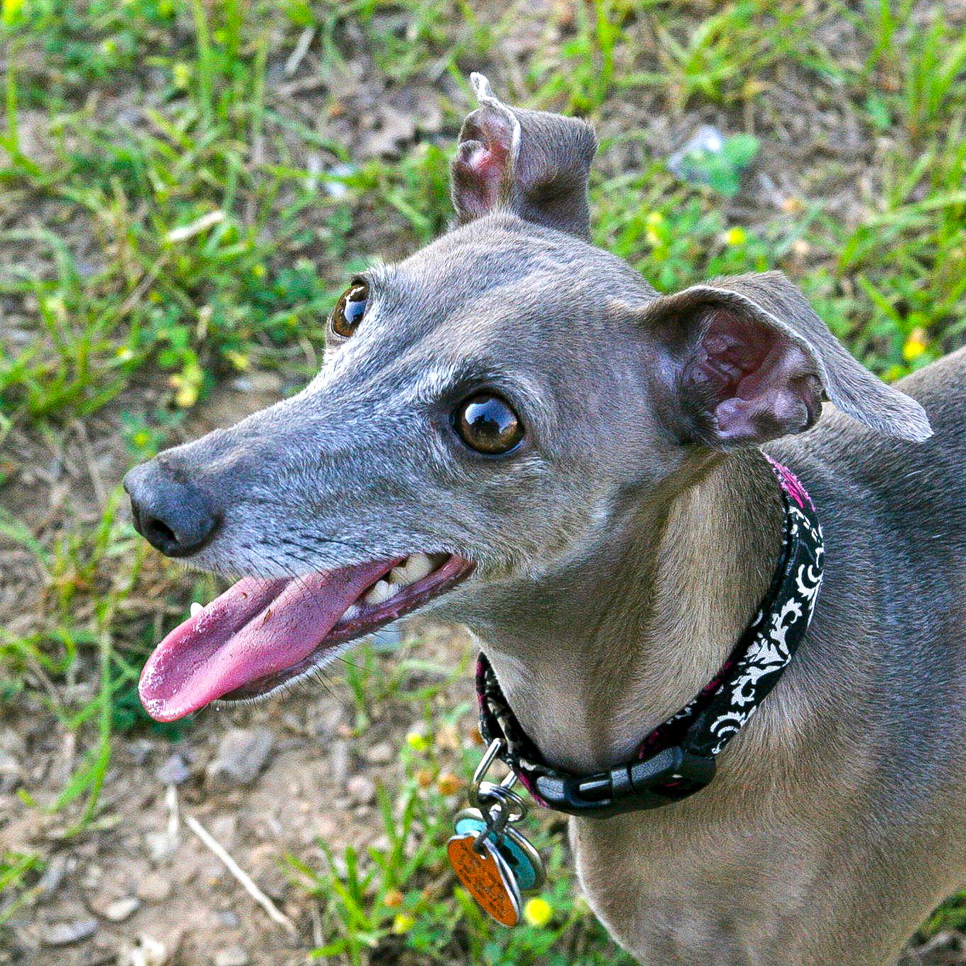 An Italian Greyhound looks up and pants during a fun visit to the park.