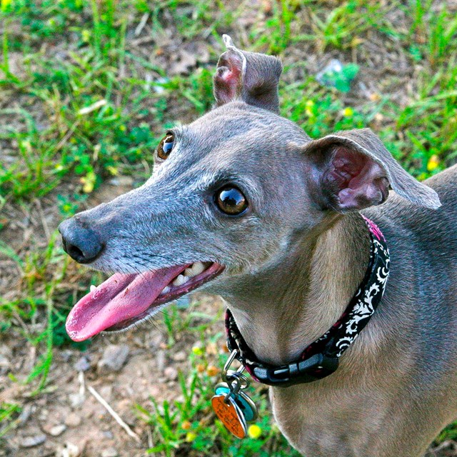 An Italian Greyhound looks up and pants during a fun visit to the park.
