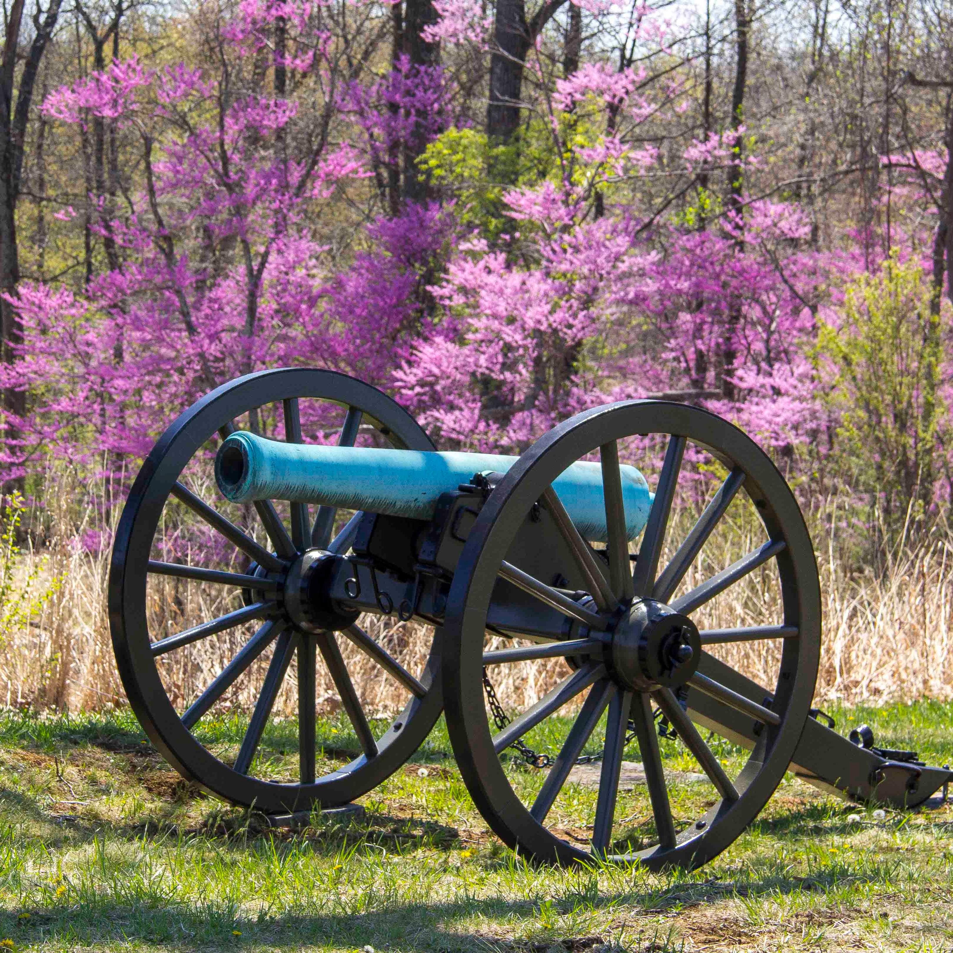 A red bud tree is in full bloom behind a cannon on the battlefield.
