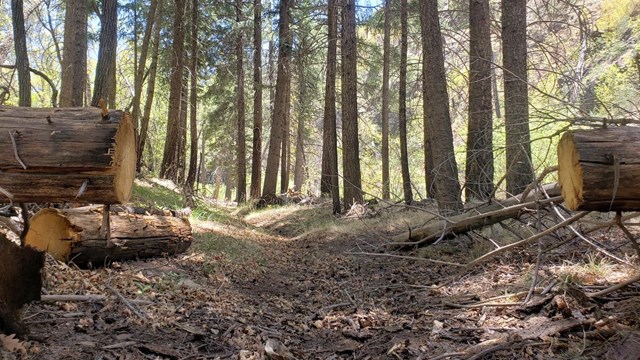 A trail cuts through a Forest