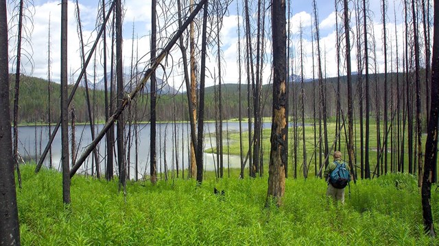 person with backpack faces lake and stands in forest of burnt snags and thick new undergrowth