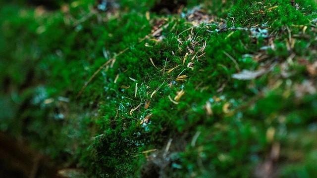 close-up of a moss covered log