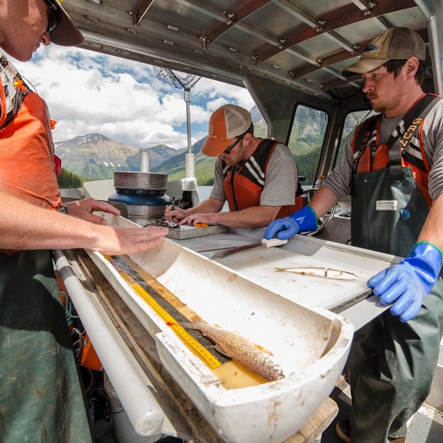 Quartz Lake crew measuring trout on their fishing vessel.
