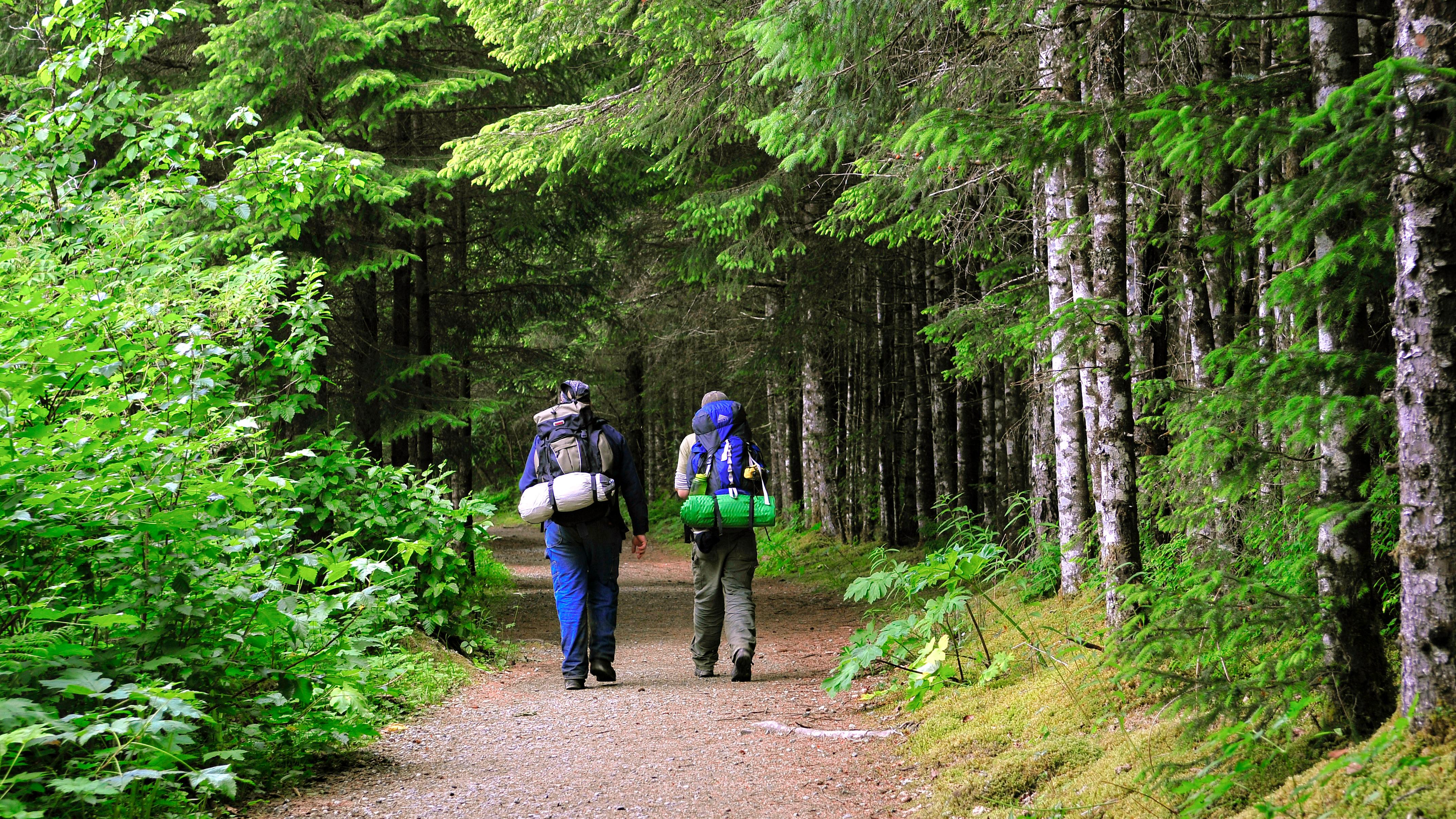 two hikers with backpacks walk down forested trail
