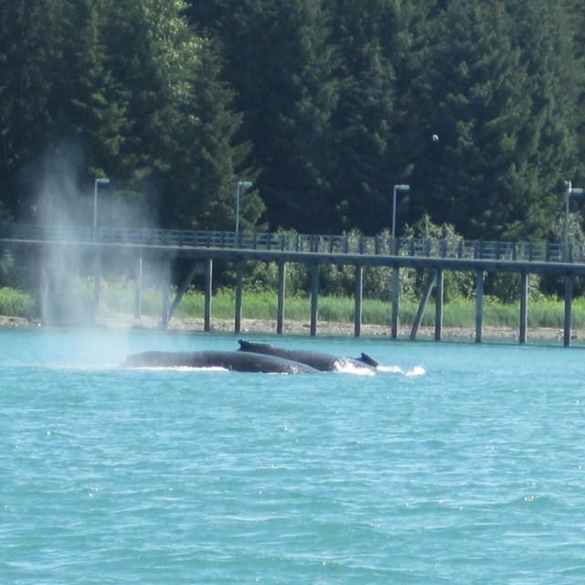 humpback whales near dock