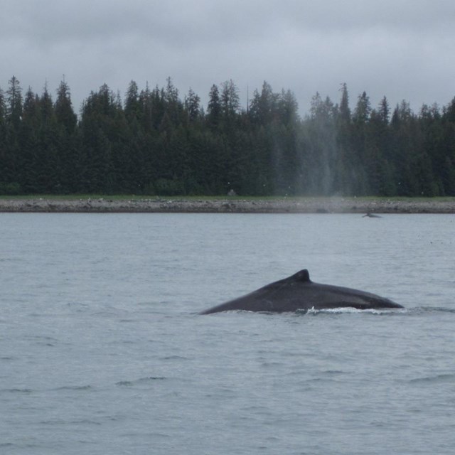 humpback whale spout