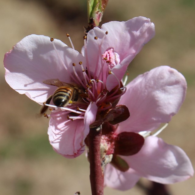 bee hovers in a pink flower on a tree branch