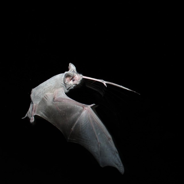 a mexican free tailed bat flies at night