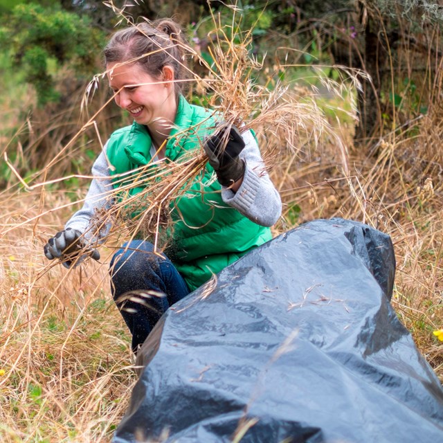 woman crouches in grassy area and puts pulled invasive species in a bag