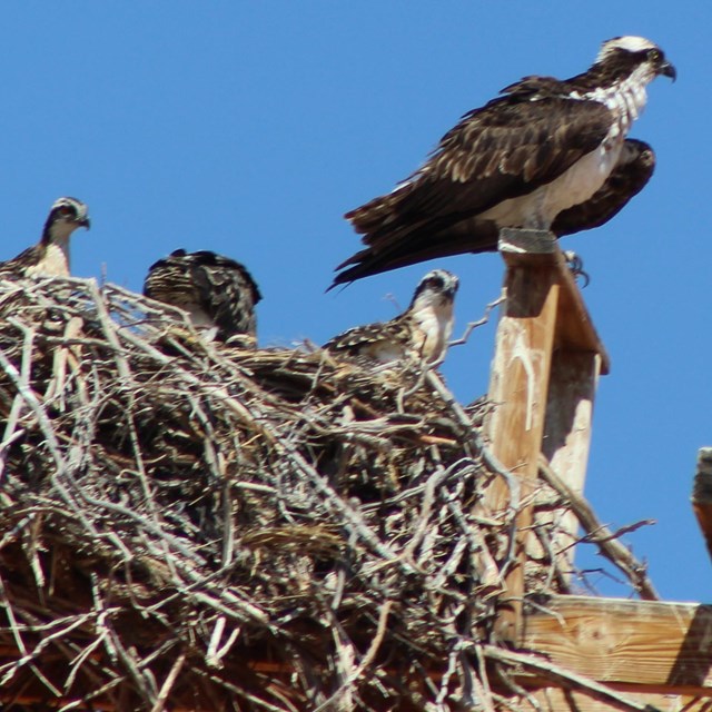 A family of Osprey stare down from a nest on a high platform