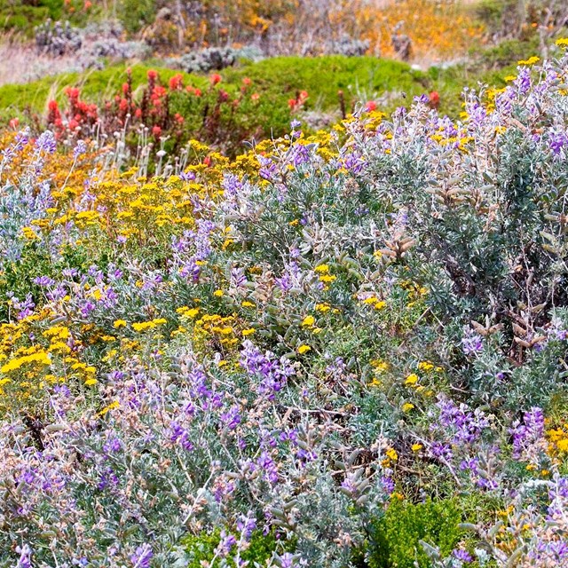 Photo shows a patchwork of colorful dune scrub plants.