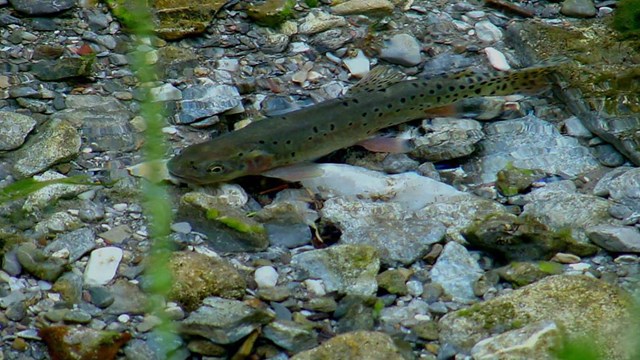 Fish with green body, dark spots and reddish fins and gills floats along bottom of rocky stream.