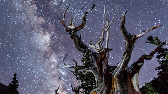 Dead bristlecone with Milky-way in background