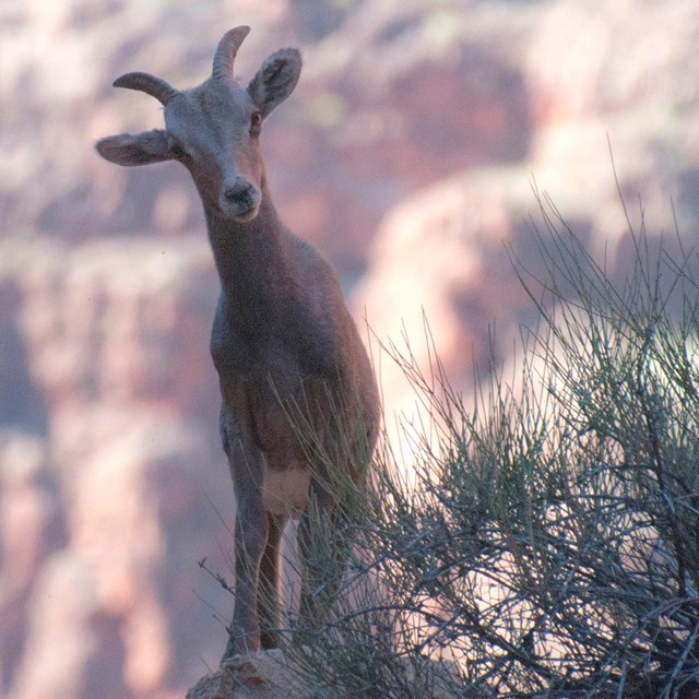 A female bighorn sheep peers around a bush with a red wall canyon backdrop.