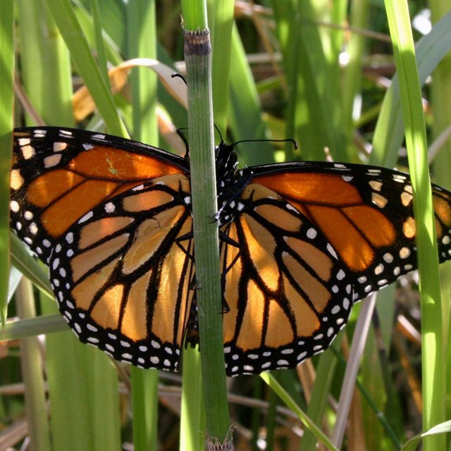 An orange monarch butterfly rests in the grass.