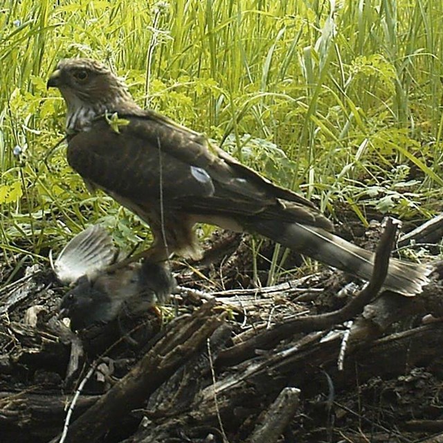 A hawk on the ground with a smaller bird in its talons