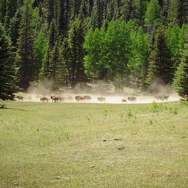Stampede of bison in grassy meadows by mixed conifer forest. Stampede is clouding area with dust.