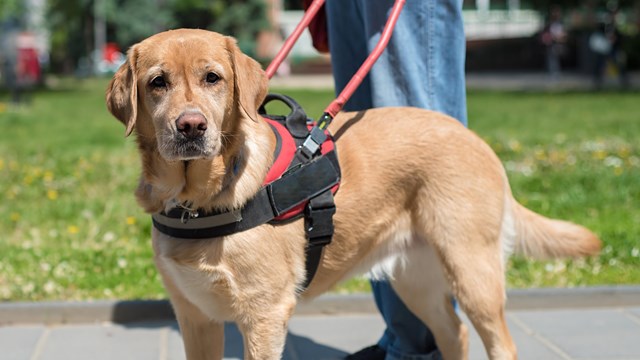 A service dog in a harness stands on a sidewalk in front of its handler.