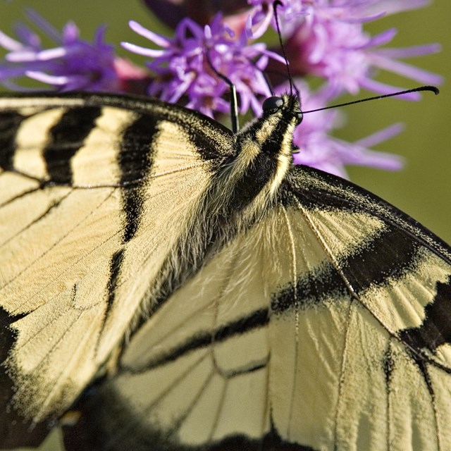 A close up of a yellow and black butterfly on a purple flower