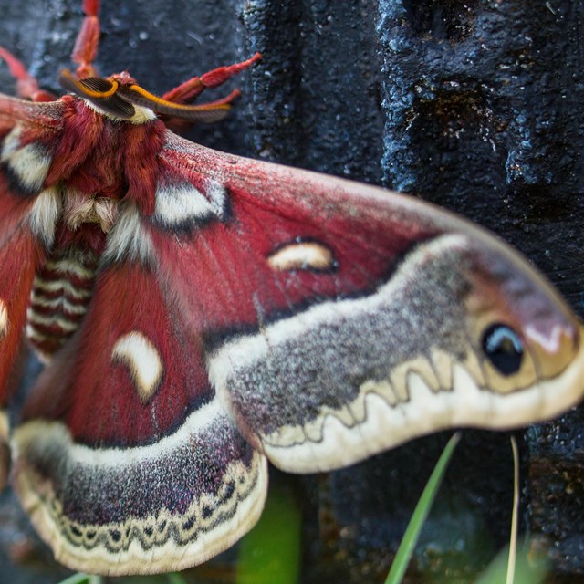 A close up of a moth, that has a fuzzy red body, and red, brown, and grey wings.