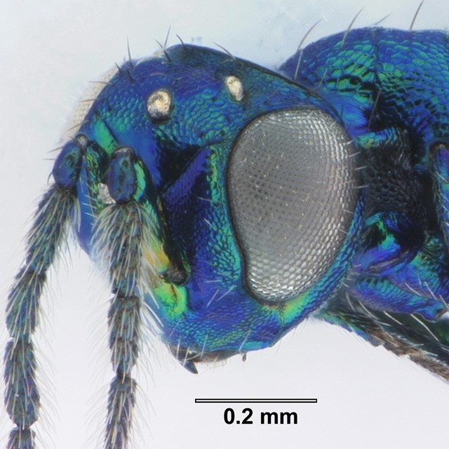 A closeup on the face and antennae of a blue iridescent wasp.