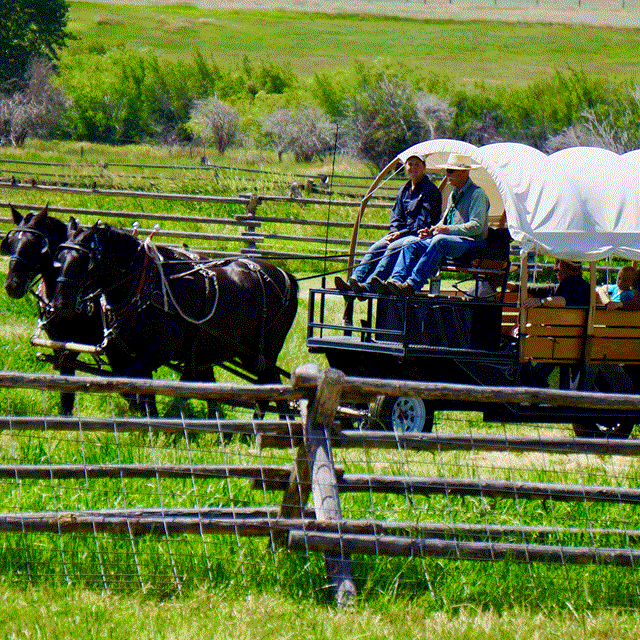 Horse drawn wagon full of visitors in green pasture.