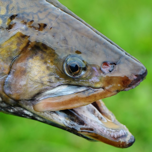 Fish head with mouth open.