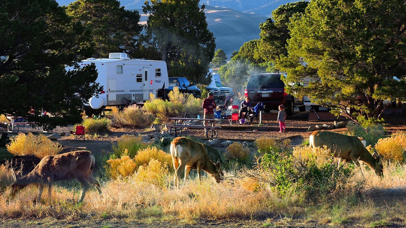 Three deer graze in front of a campground among trees, dunes and mountain
