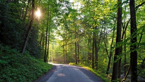A gravel road surrounded by bright green trees with sun shining through the canopy