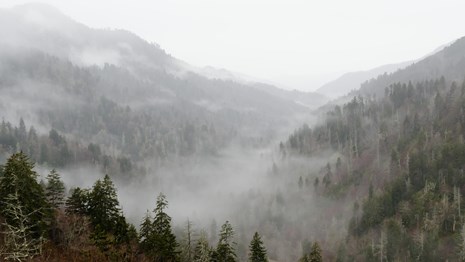 A cloudy sky above a fog-filled valley with green trees in the foreground.
