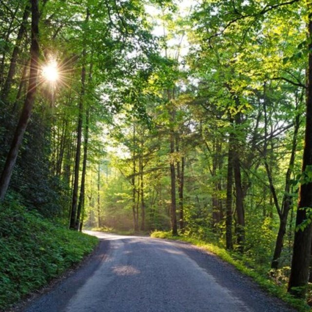 A gravel road surrounded by bright green trees with sun shining through the canopy