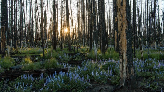 Lavender lupine regenerate in a recently burned lodgepole pine forest. The sun shines through.