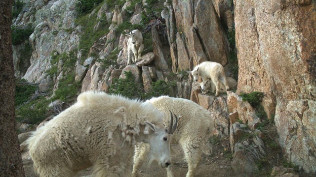 Mountain goat nannies and kids on a rock outcrop with shrubs clinging.