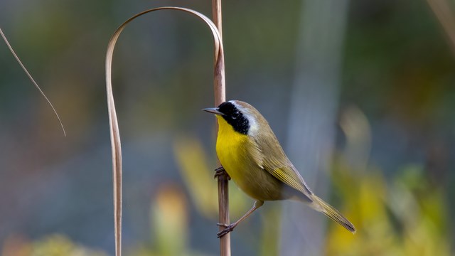A common yellowthroat perches on a blade of grass.
