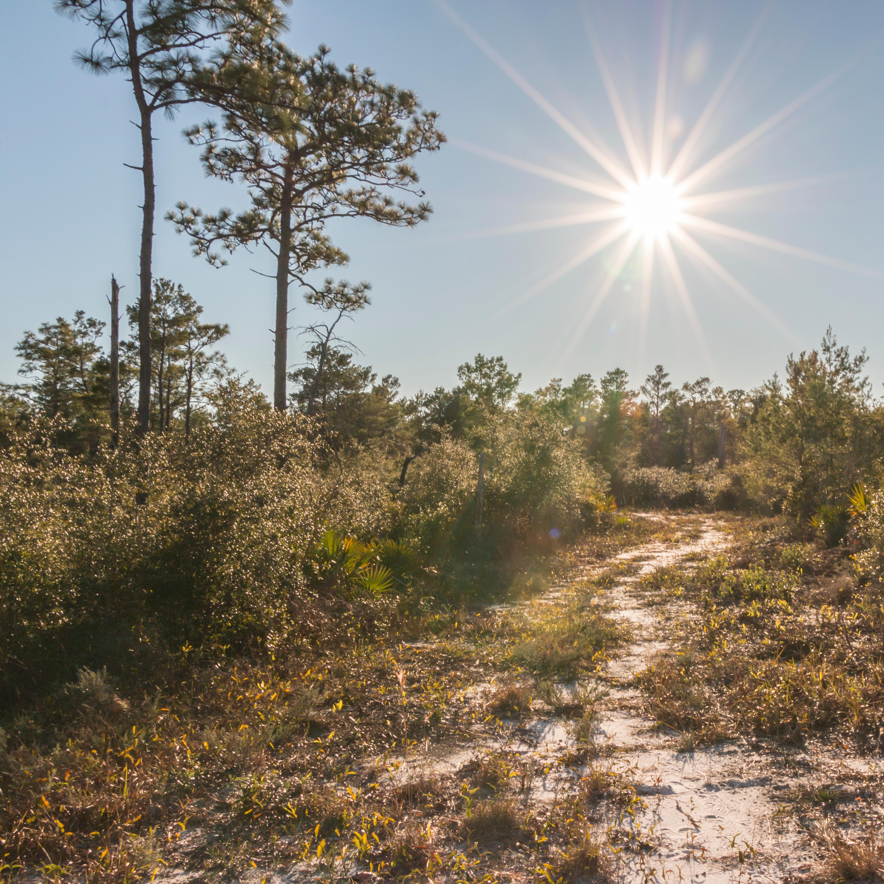 A sandy path winds through a maritime forest.