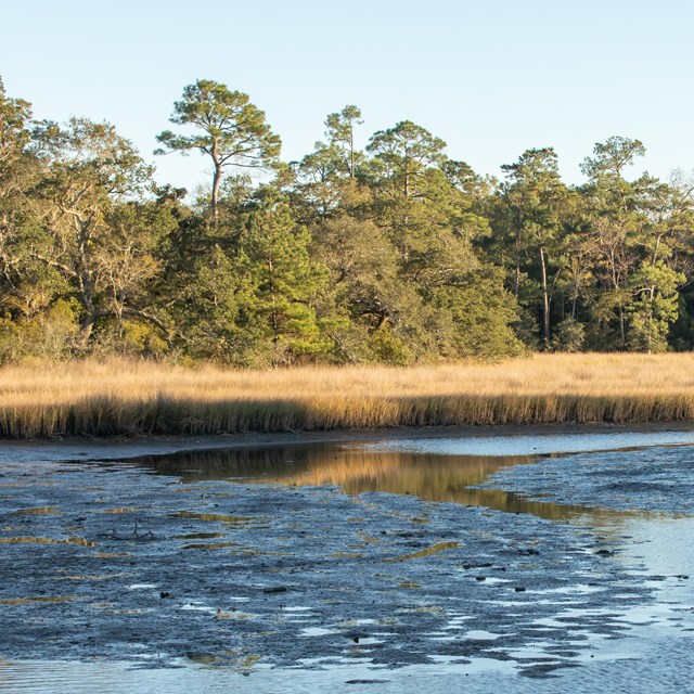 A bayou extents in the foreground to trees in the background.